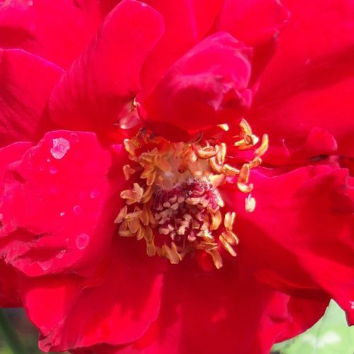 Karmazsinvörös - Teahibrid virágú - magastörzsű rózsafa- egyenes szárú koronaforma
